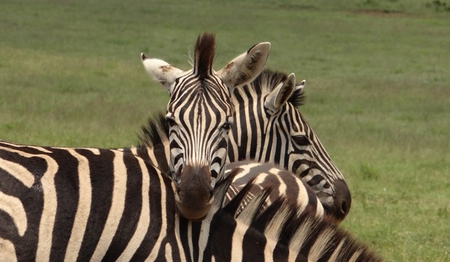 Durban tour; Tala game reserve, Zebra heads