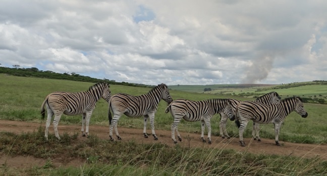 Durban tour; Tala game reserve, Zebra