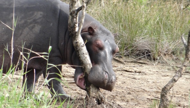 Hippo biting a tree on Durban Safari