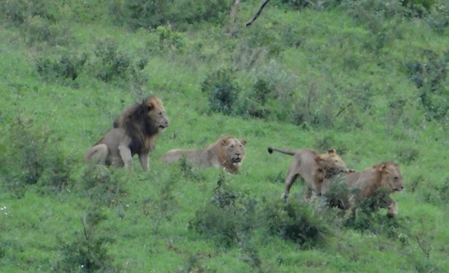 Durban safari tour, Lions playing