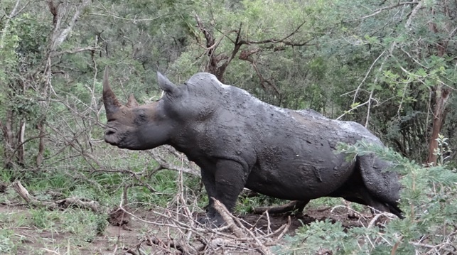 Rhino rubbing