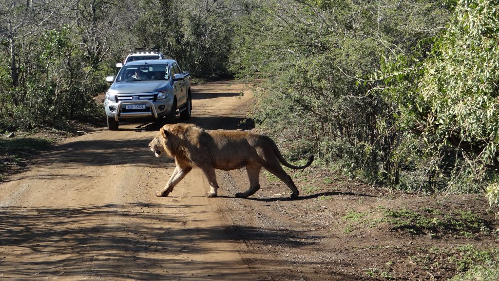 Lion crossing road on a Durban safari