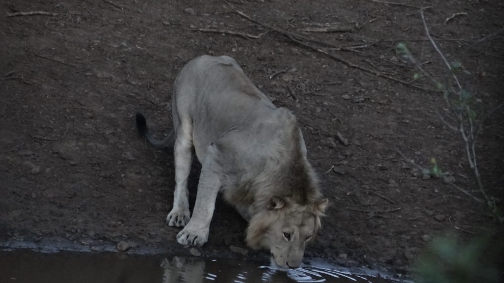 Lion drinking on a Hluhluwe safari