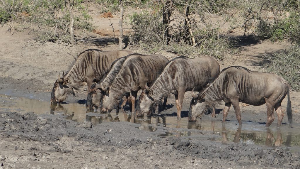 Wildebeest drinking on our African safari