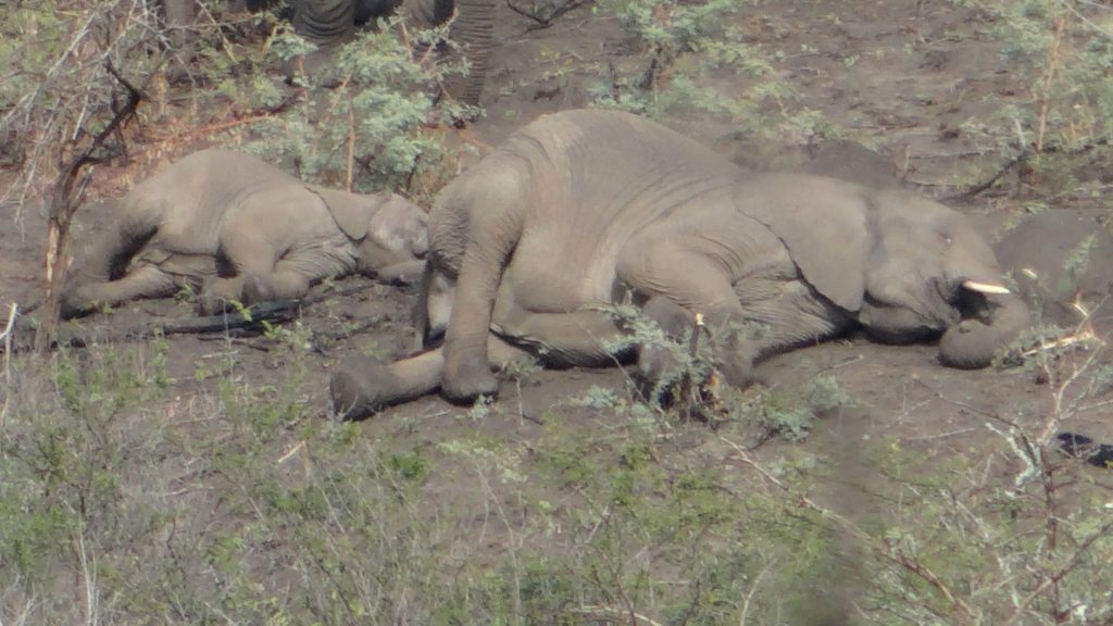 Elephants sleeping during our safari from Durban