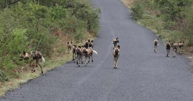 South African safari; African wild dogs