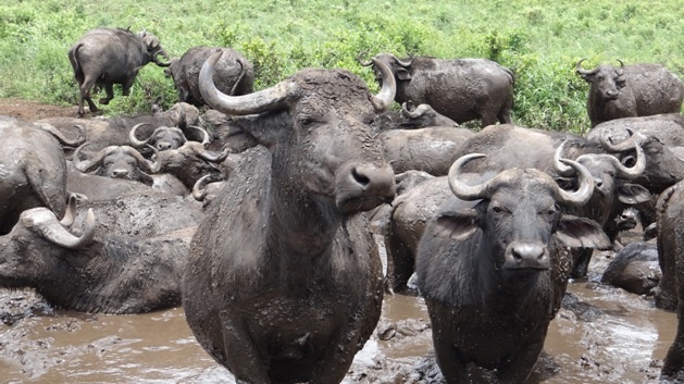 Durban day safari; Buffalo