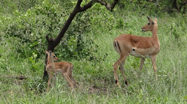 Durban day safari; Impala lamb