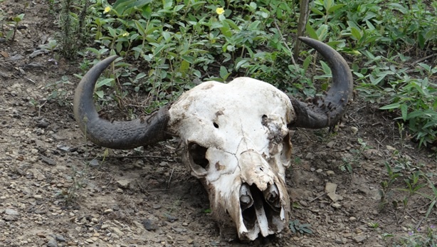 Buffalo skull the sign of life and death