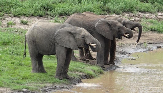 Elephants drinking on our safari